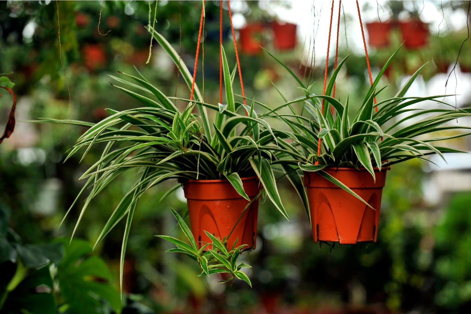 two spider plants in hanging pots