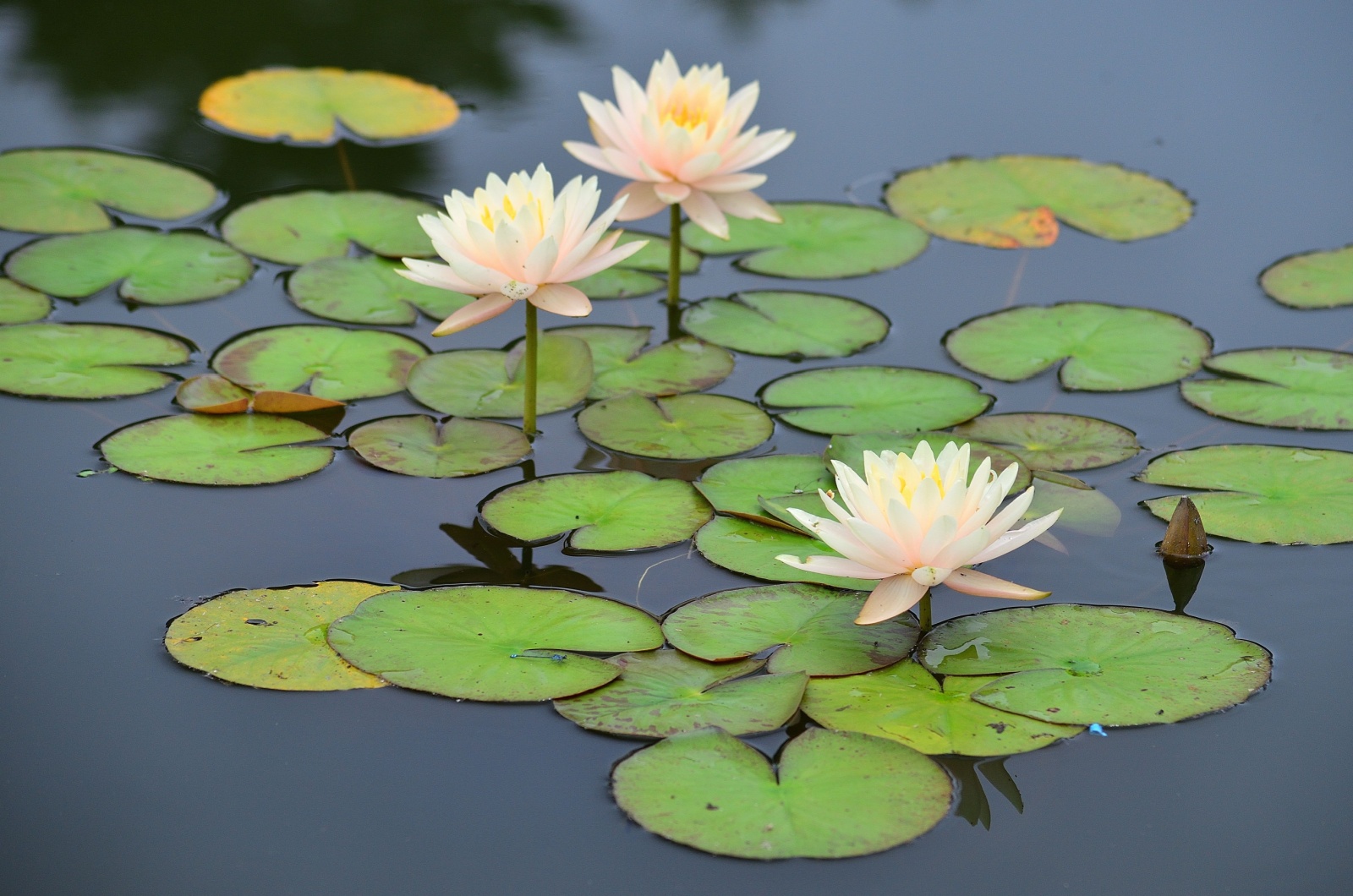 water lily