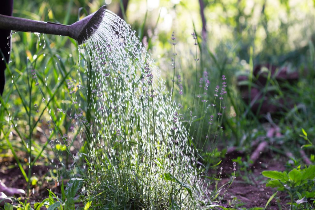 7 Signs Of Overwatered Lavender And What To Do About It