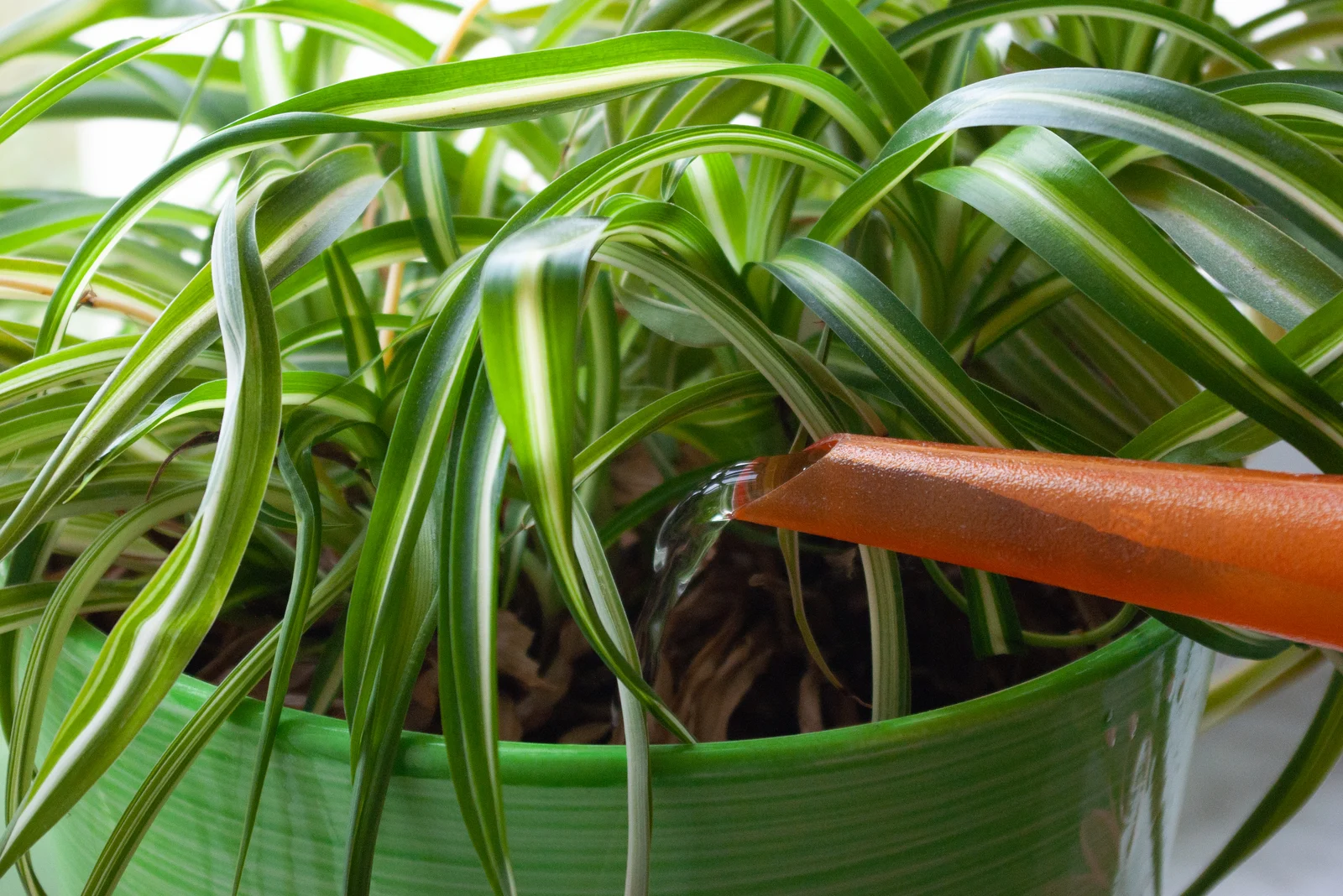 watering spider plant in pot