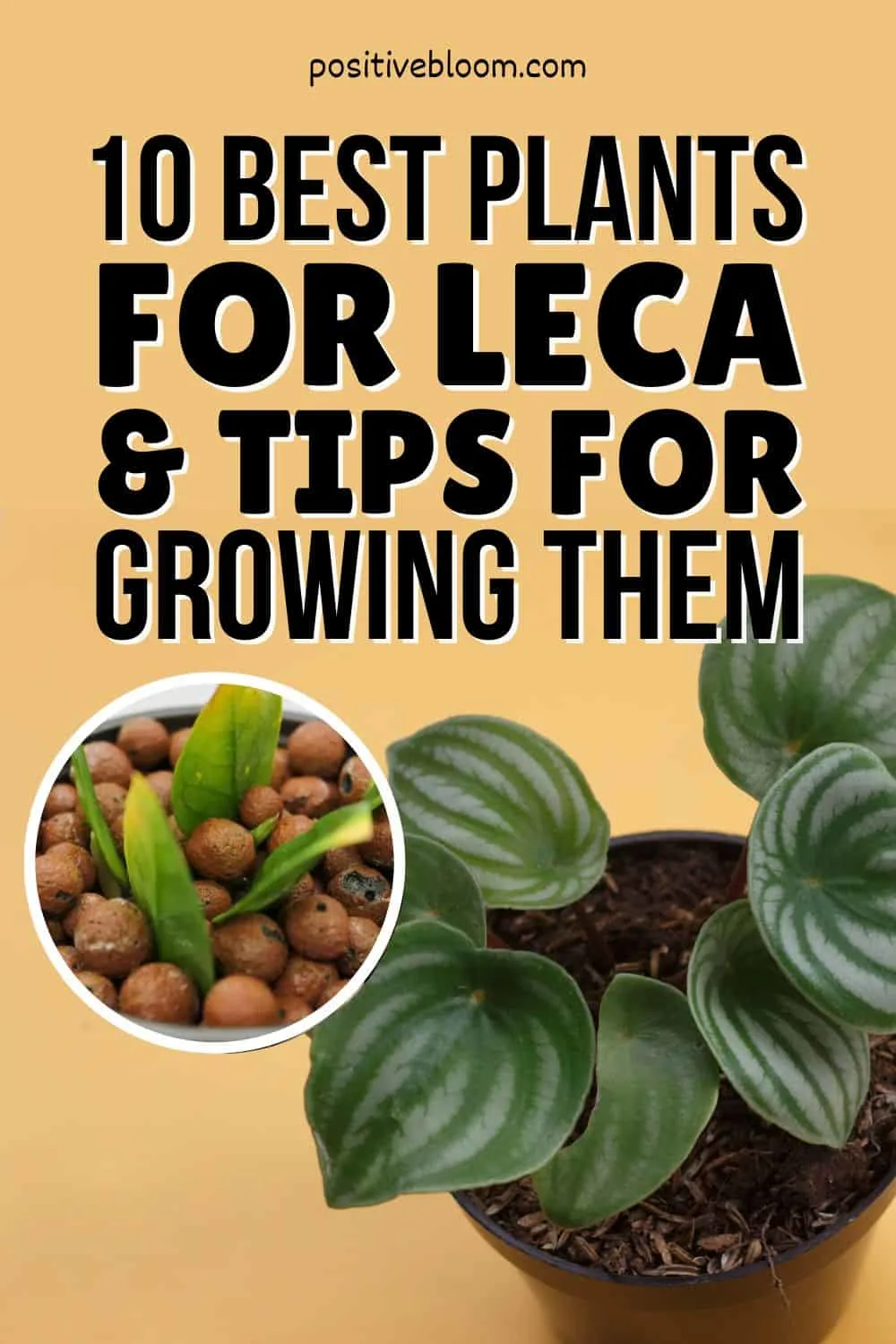 10 Best Plants For LECA And Tips For Growing Them Pinterest