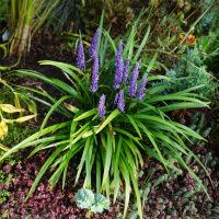 Liriope in the garden