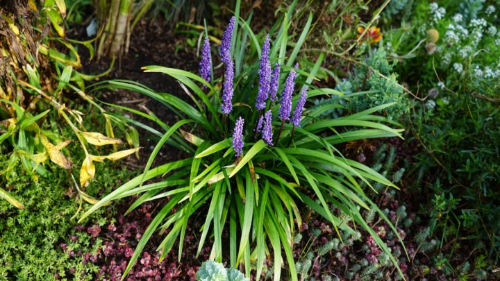 10 Liriope Companion Plants: A Complete List And Care Guides