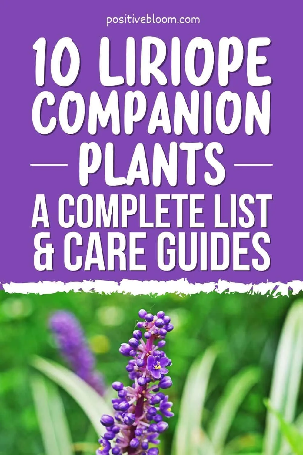 10 Liriope Companion Plants A Complete List And Care Guides Pinterest