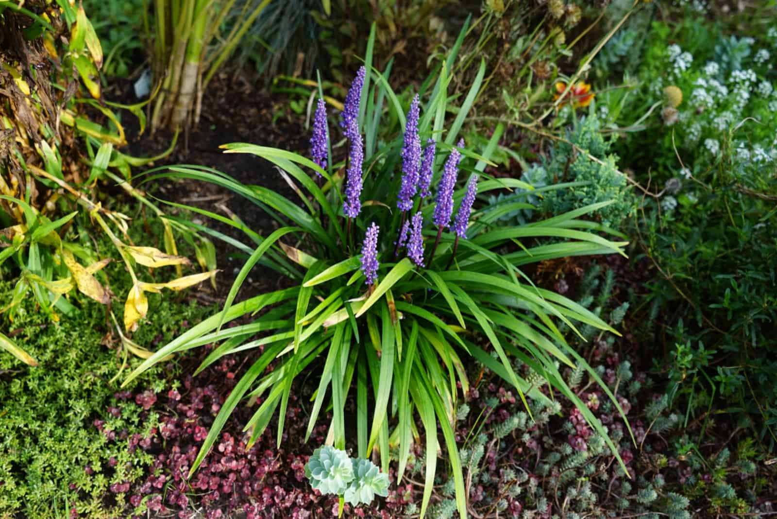 10 Liriope Companion Plants: A Complete List And Care Guides