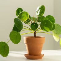 Pilea plant