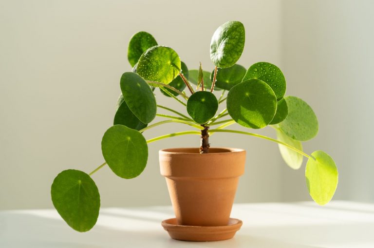 Pilea plant