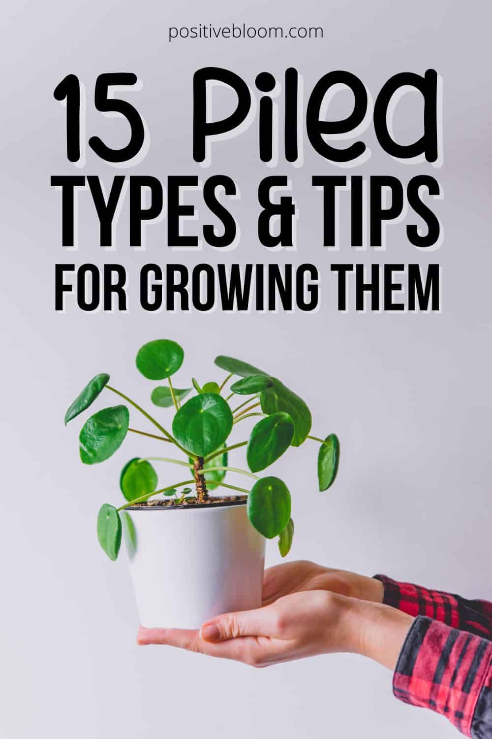 15 Pilea Types And Tips For Growing Them Pinterest