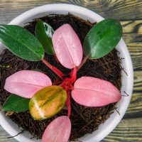 Philodendron Red Princess