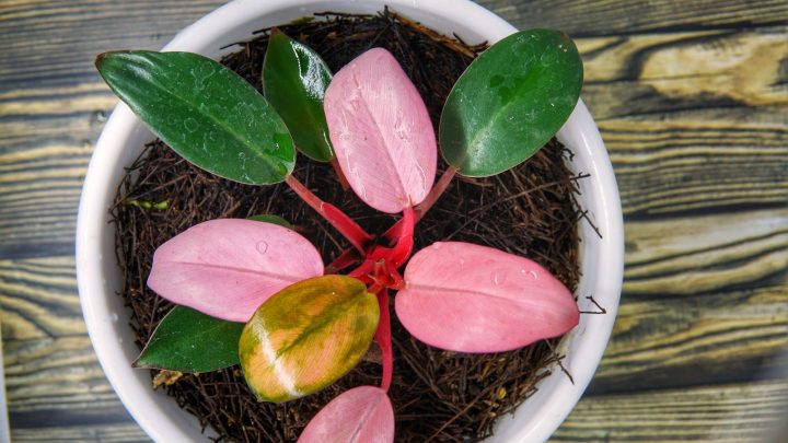 A Complete Care Guide For The Rare Philodendron Red Princess