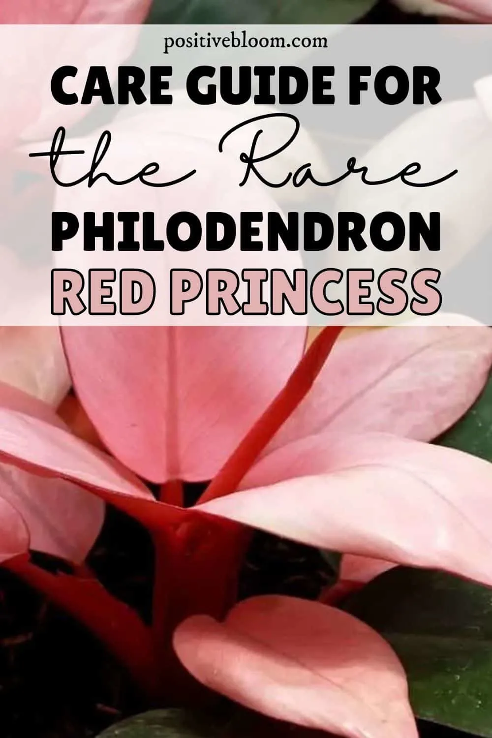 A Complete Care Guide For The Rare Philodendron Red Princess Pinterest