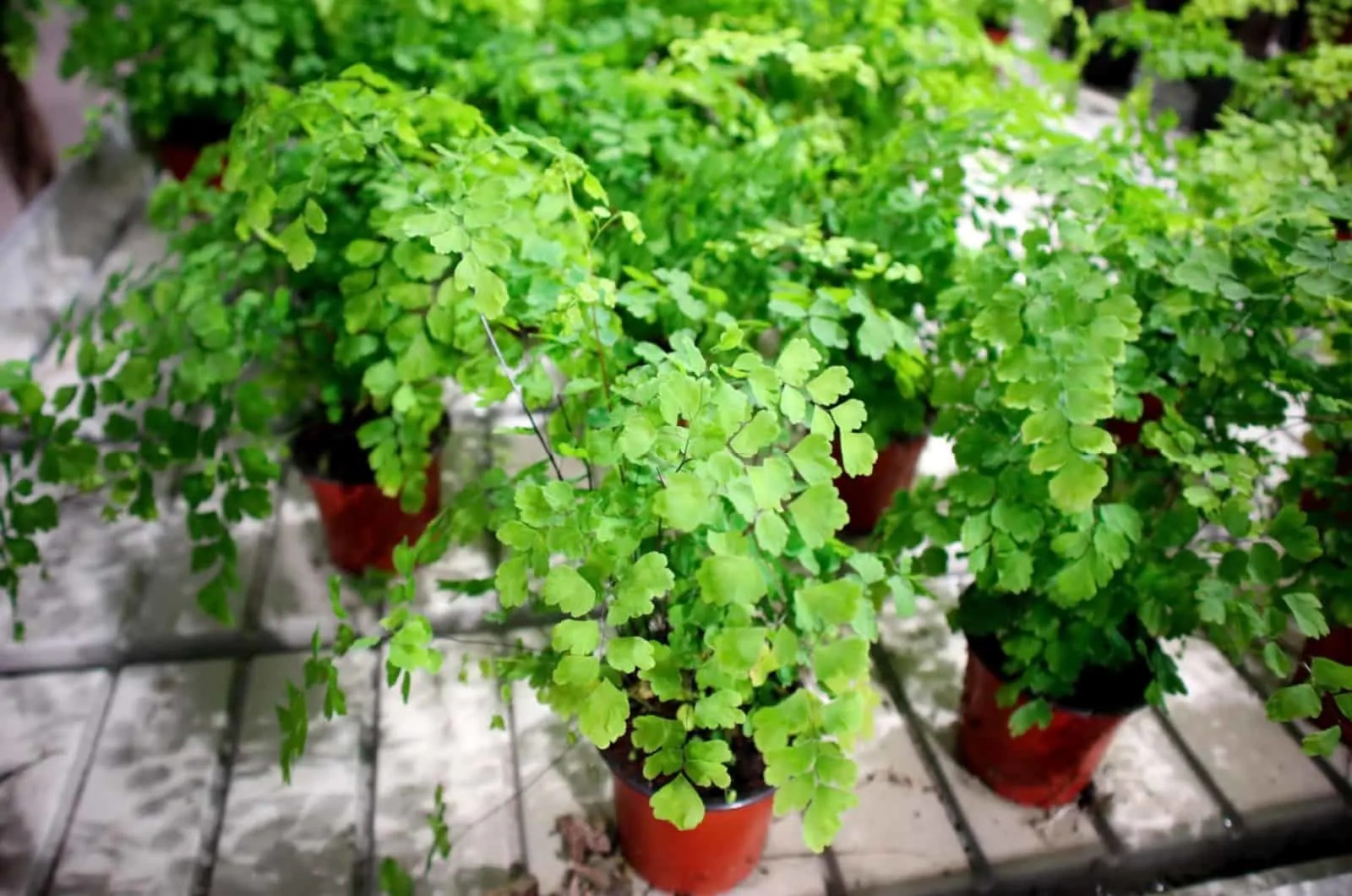 Adiantum Raddianum