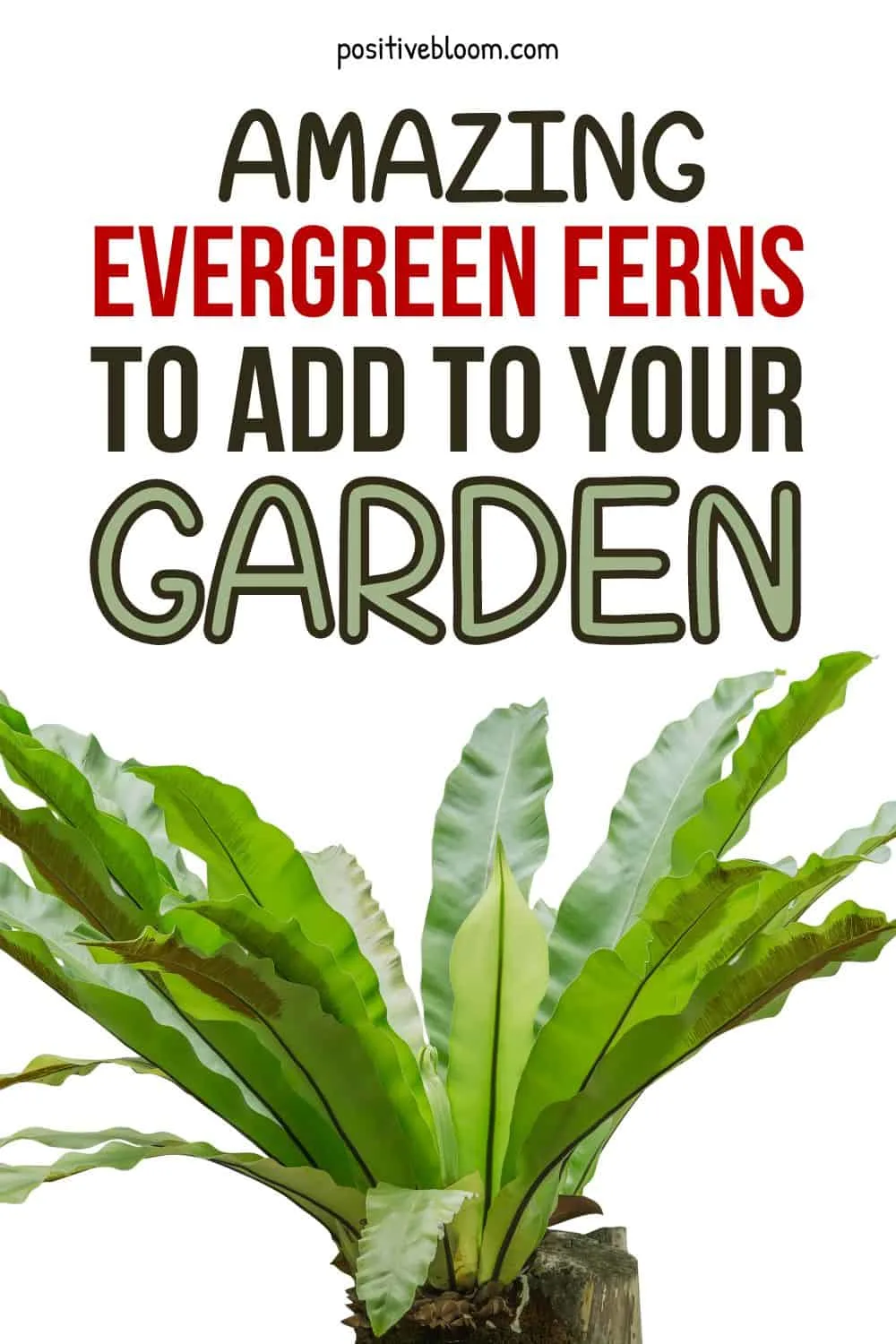 Amazing Evergreen Ferns To Add To Your Garden Pinterest