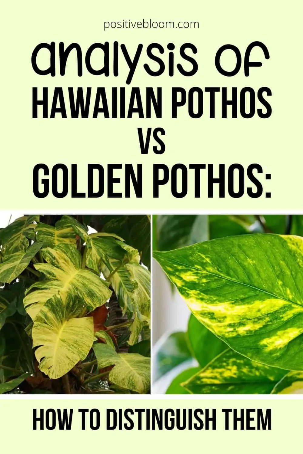 Analysis Of Hawaiian Pothos vs Golden Pothos How To Distinguish Them Pinterest