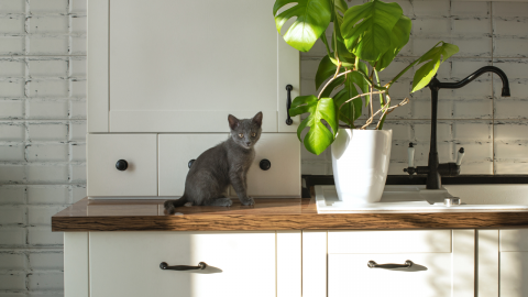 Are Monsteras Toxic To Cats? The Definitive Answer