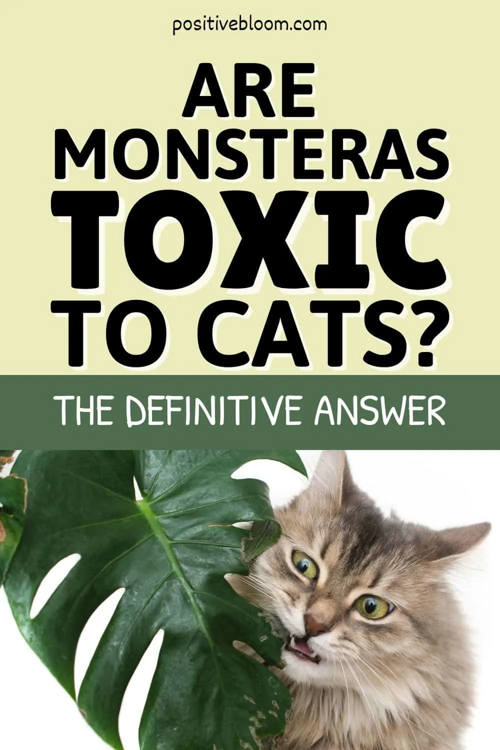 Are Monsteras Toxic To Cats The Definitive Answer