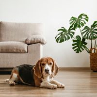 beagle dog with monstera in background