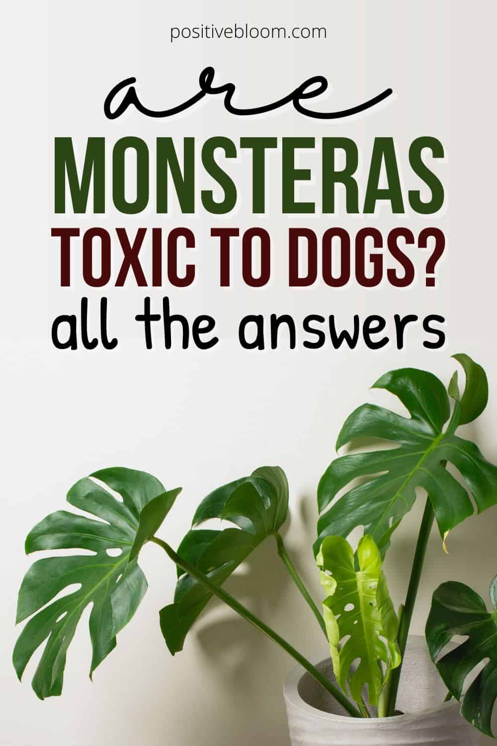 Are Monsteras Toxic To Dogs All The Answers And More Pinterest
