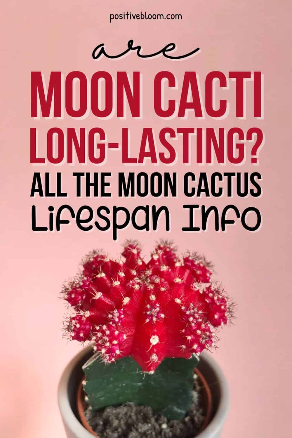 Are Moon Cacti Long-lasting All The Moon Cactus Lifespan Info Pinterest