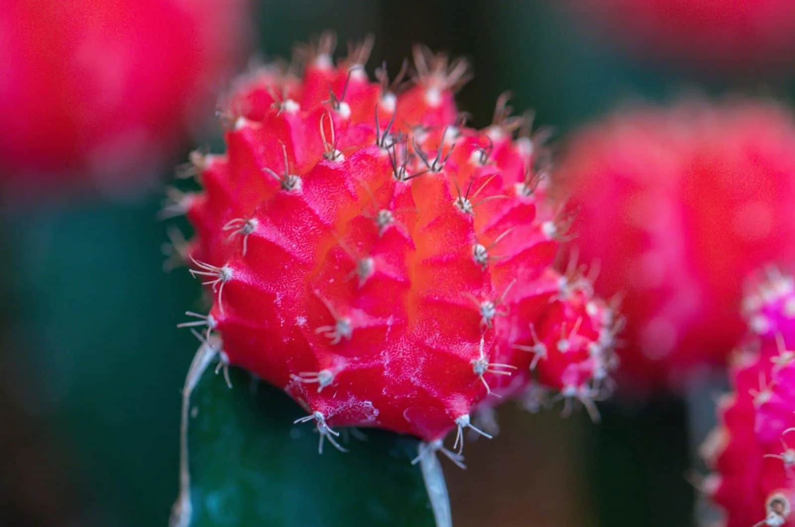 Are Moon Cacti Long-lasting? All The Moon Cactus Lifespan Info