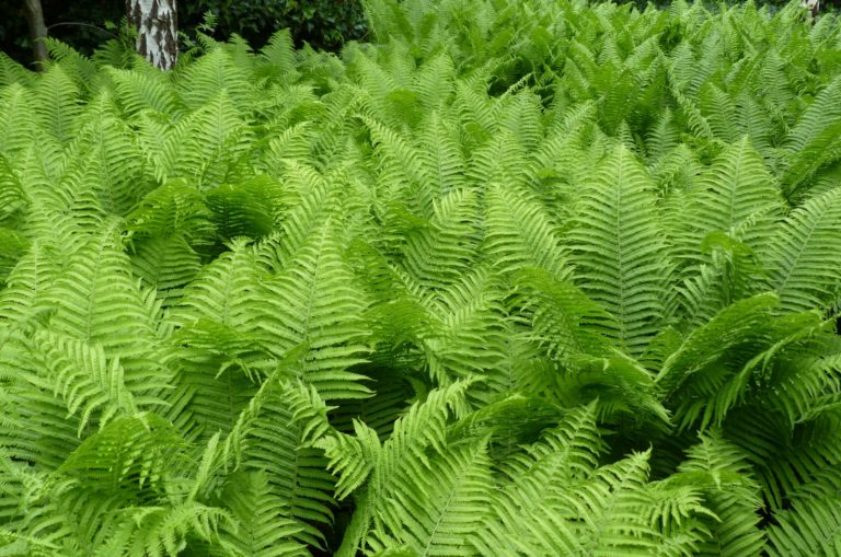 Amazing Evergreen Ferns To Add To Your Garden