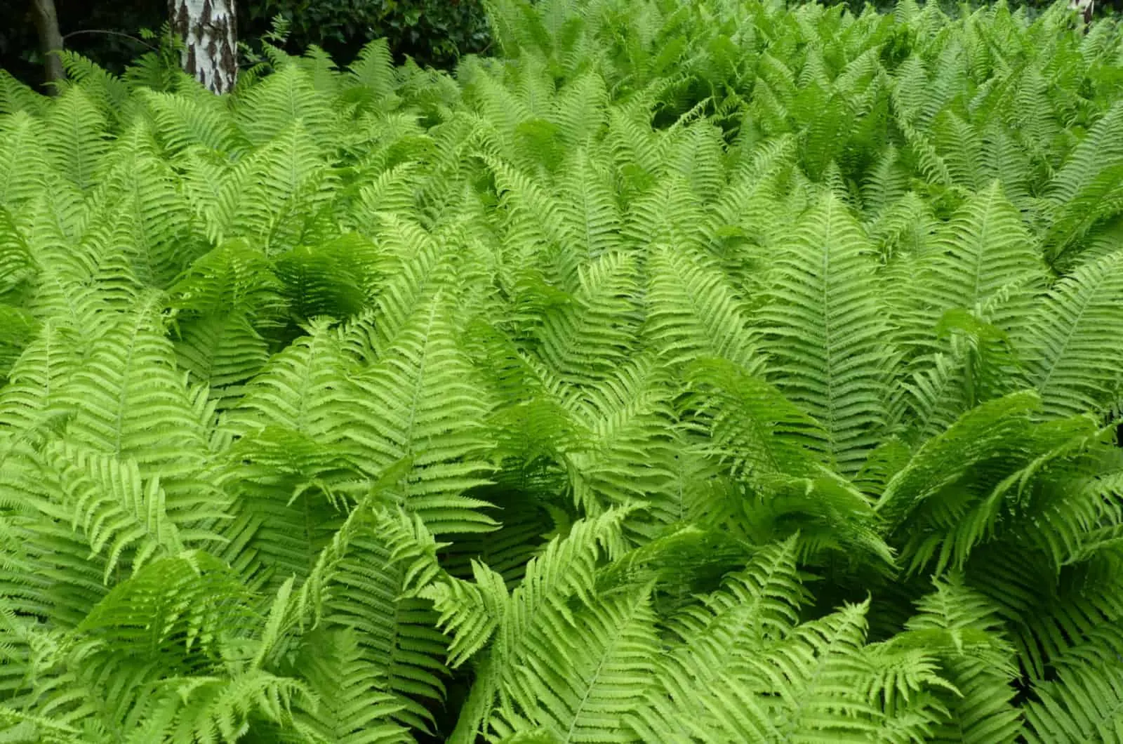Athyrium Filix-Femina