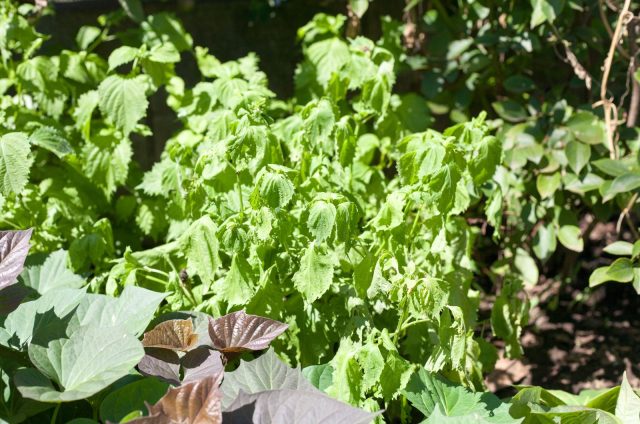 Basil Plant Wilting? Find Out Why And How To Fix It