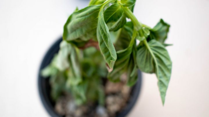Basil Plant Wilting? Find Out Why And How To Fix It