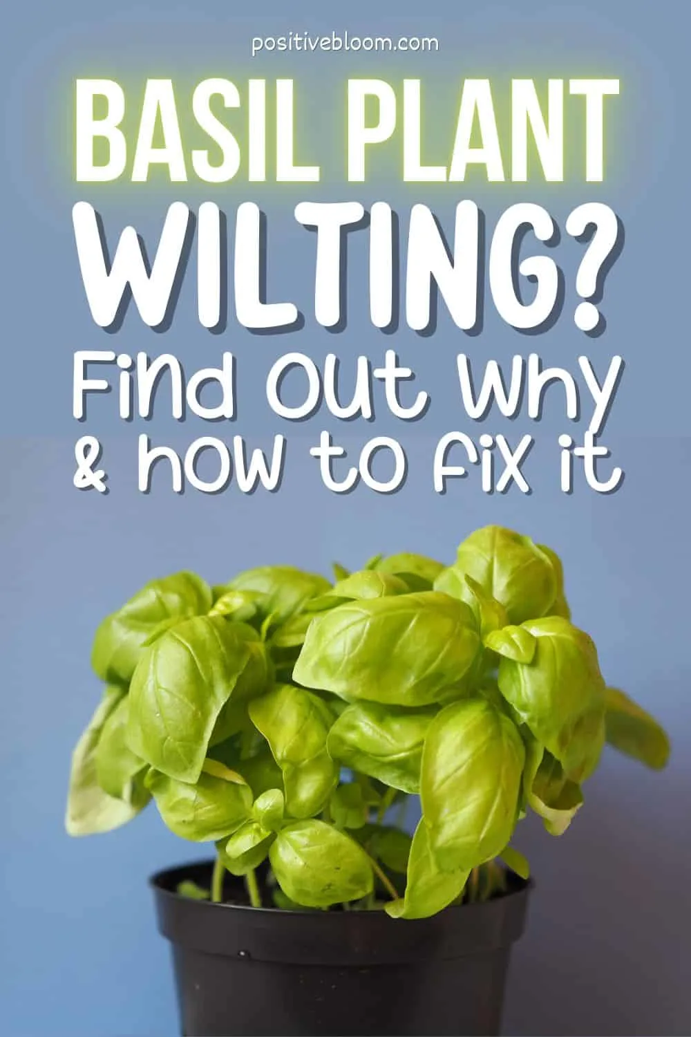 Basil Plant Wilting Find Out Why And How To Fix It Pinterest