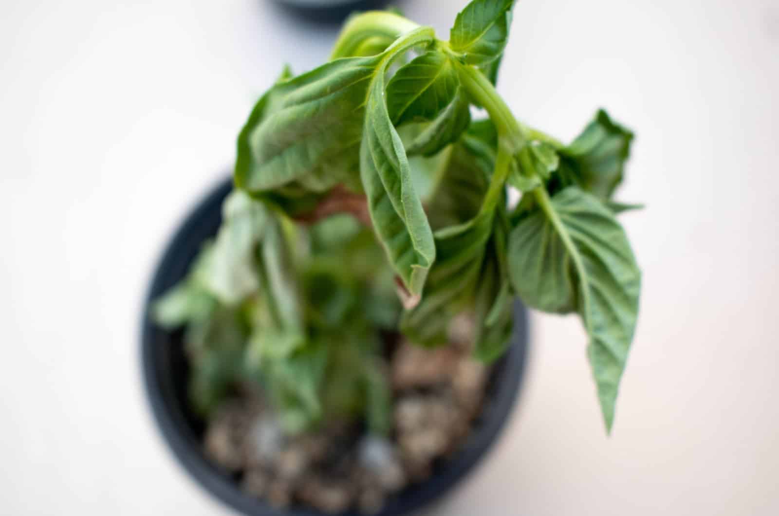 Basil Plant Wilting? Find Out Why And How To Fix It