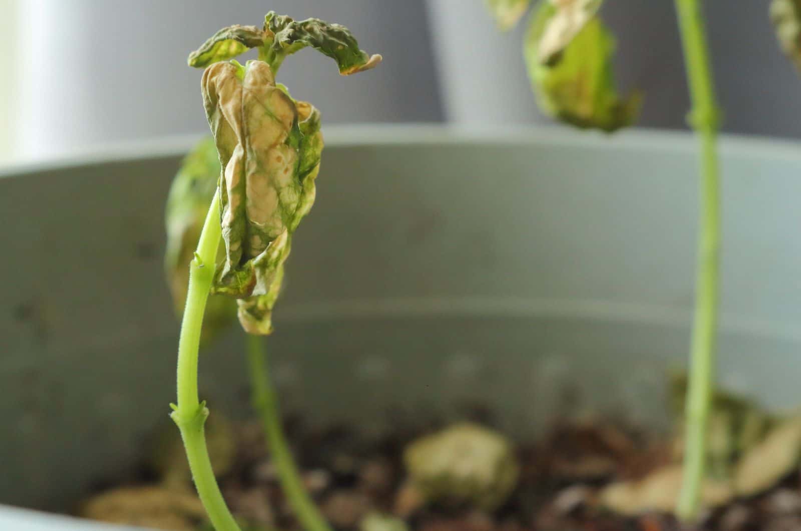 Basil Plant Wilting