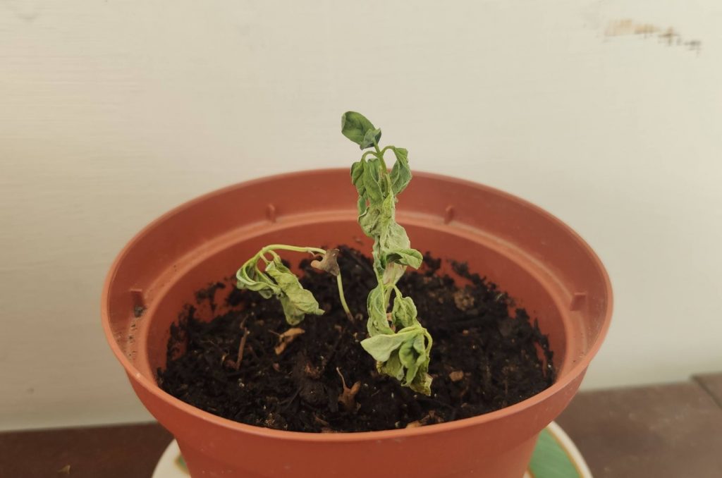 Basil Plant Wilting? Find Out Why And How To Fix It