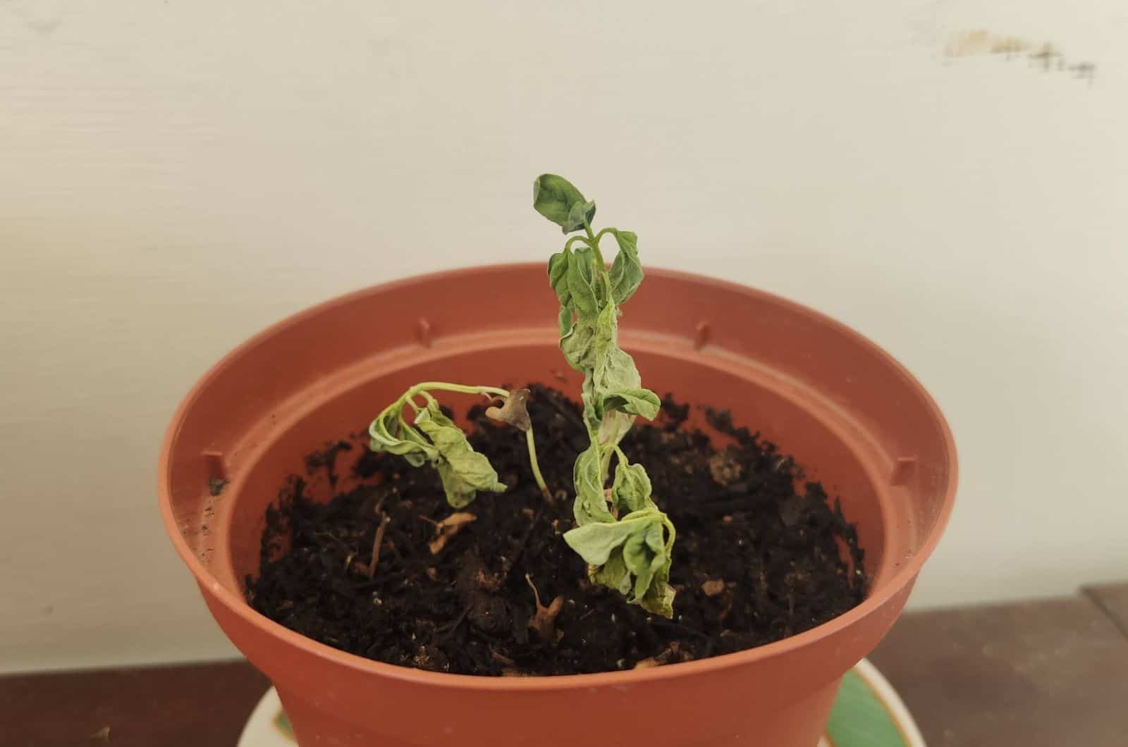 Basil Plant dying
