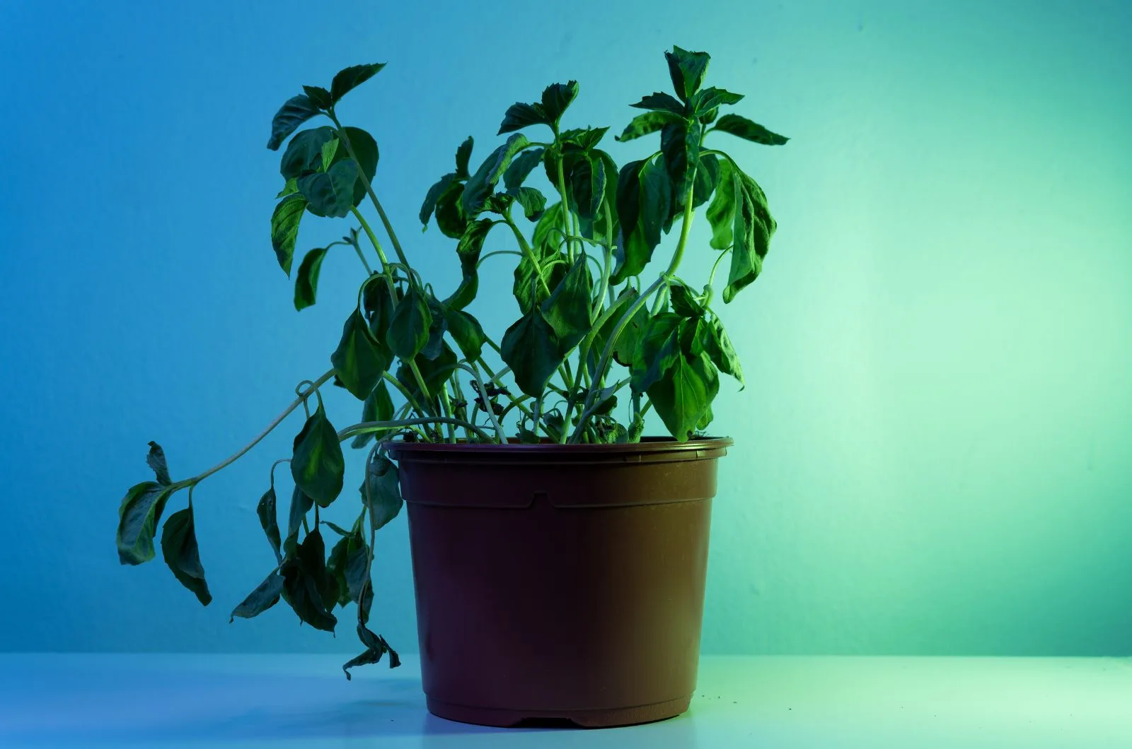 Basil Plant in pot