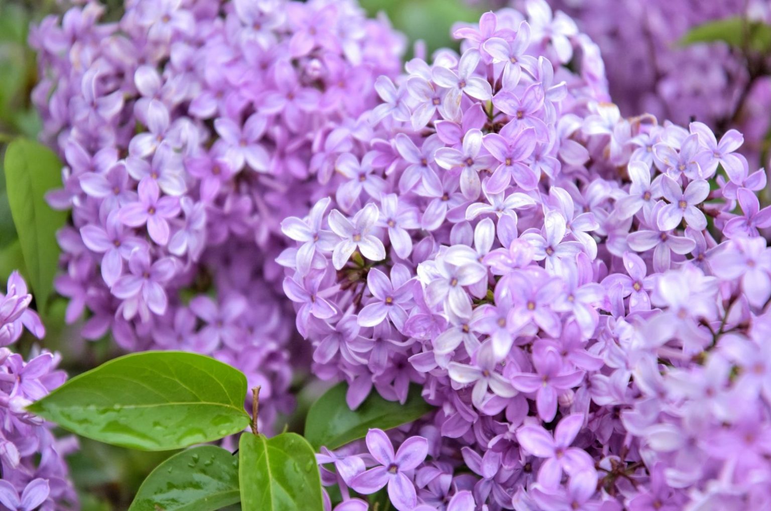 How To Grow Common Lilacs In Colorado: All You Need To Know