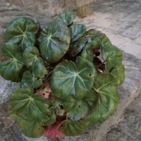 Begonia Beefsteak in pot outside