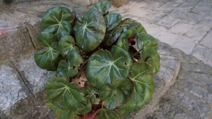 Begonia Beefsteak: How To Grow And Care For It
