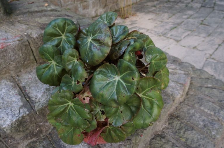 Begonia Beefsteak in pot outside
