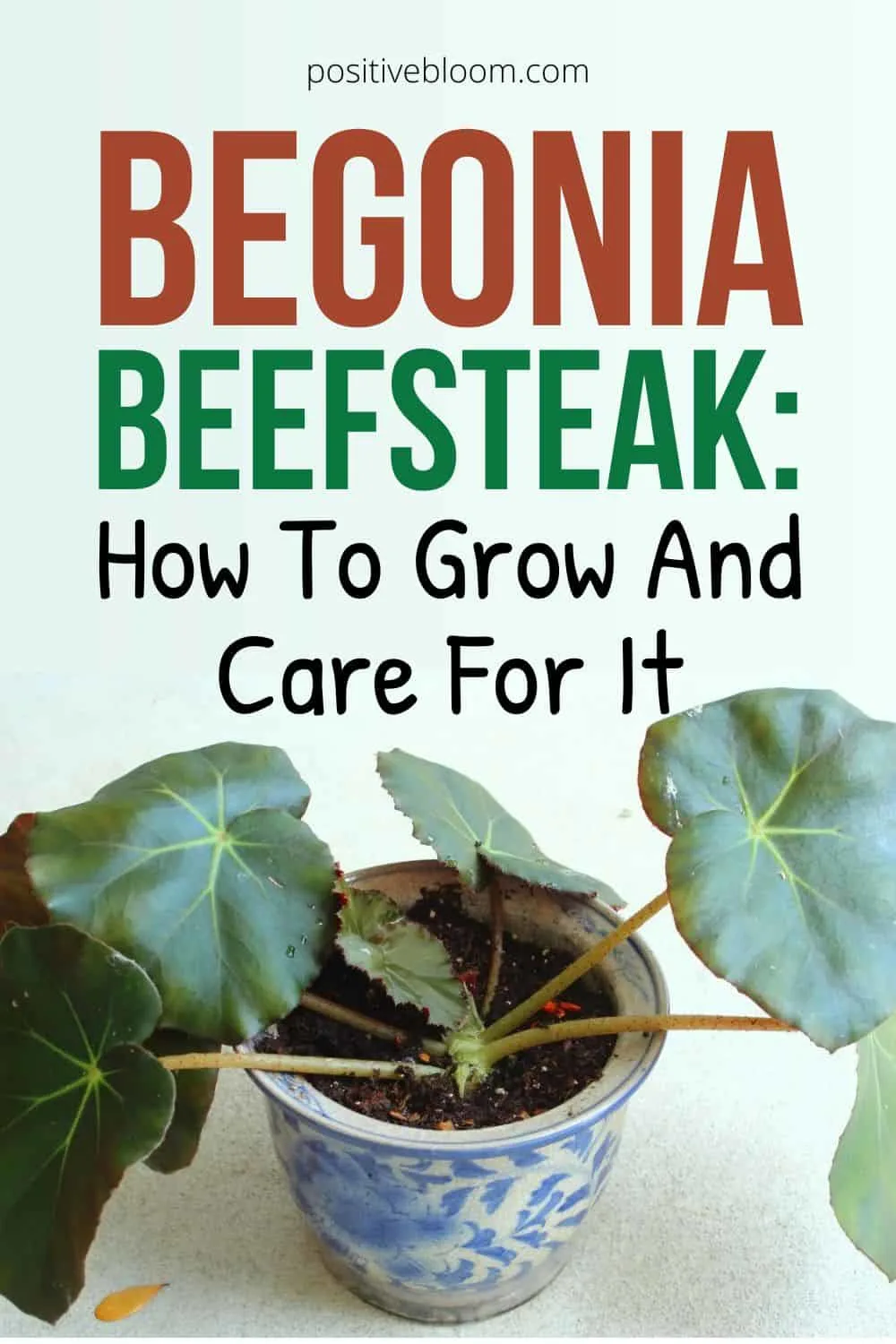 Begonia Beefsteak How To Grow And Care For It Pinterest