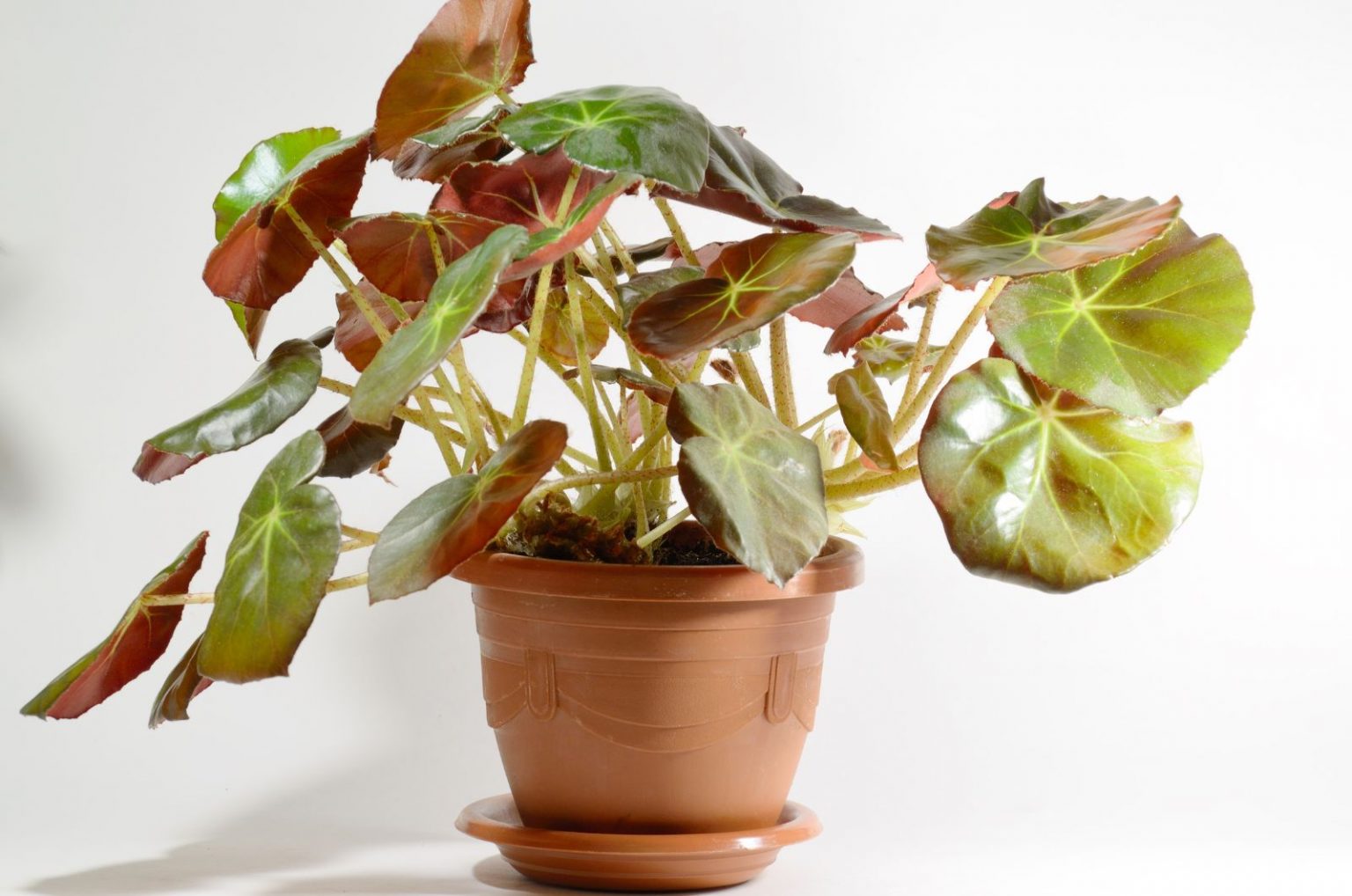 Begonia Beefsteak: How To Grow And Care For It