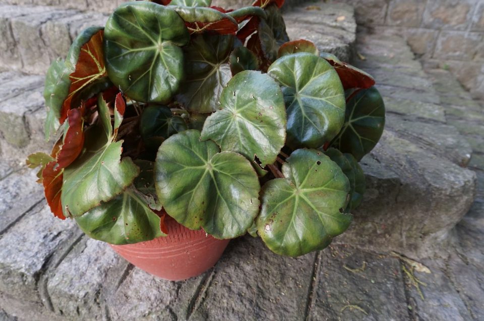 Begonia Beefsteak How To Grow And Care For It