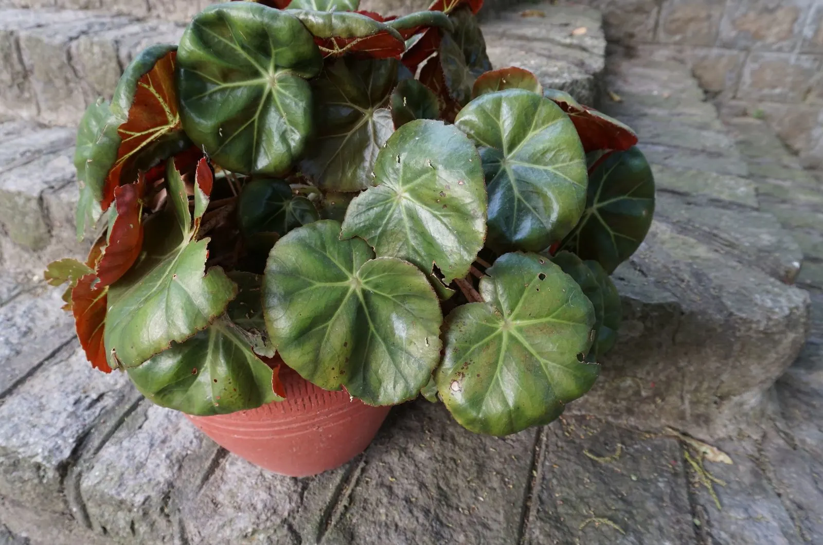 Begonia Beefsteak: How To Grow And Care For It