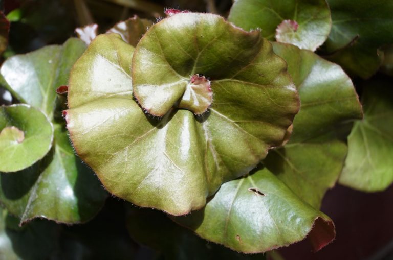 Begonia Beefsteak How To Grow And Care For It
