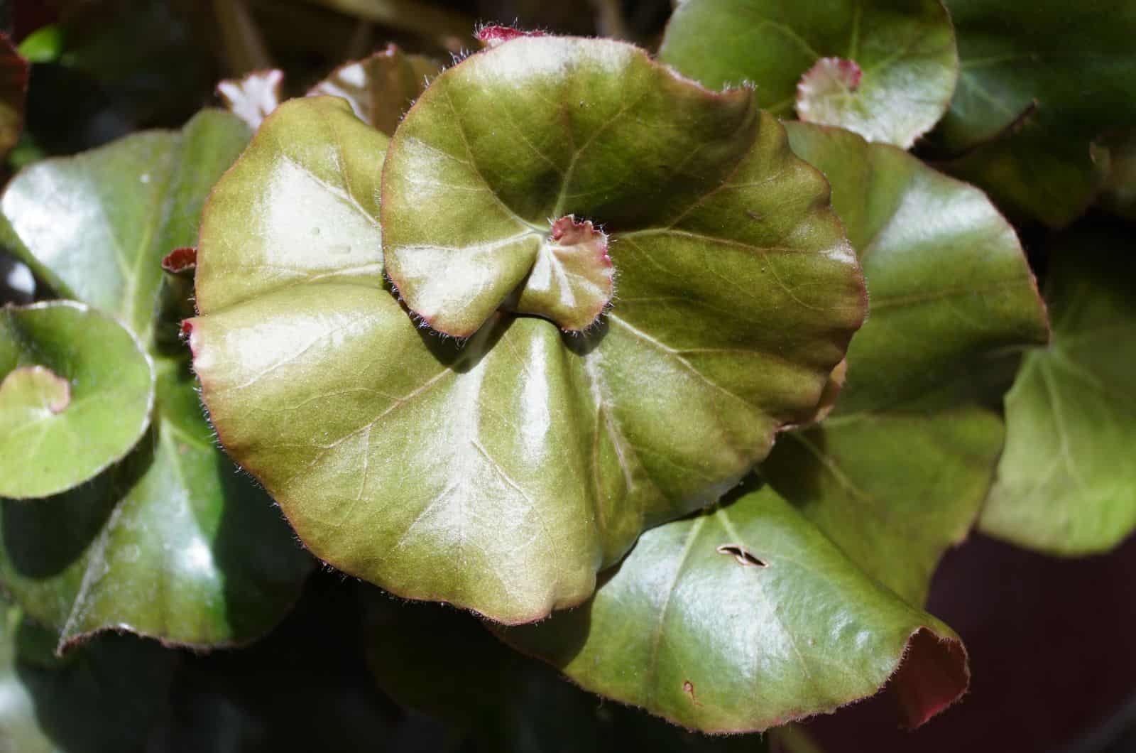 Begonia Beefsteak leaves