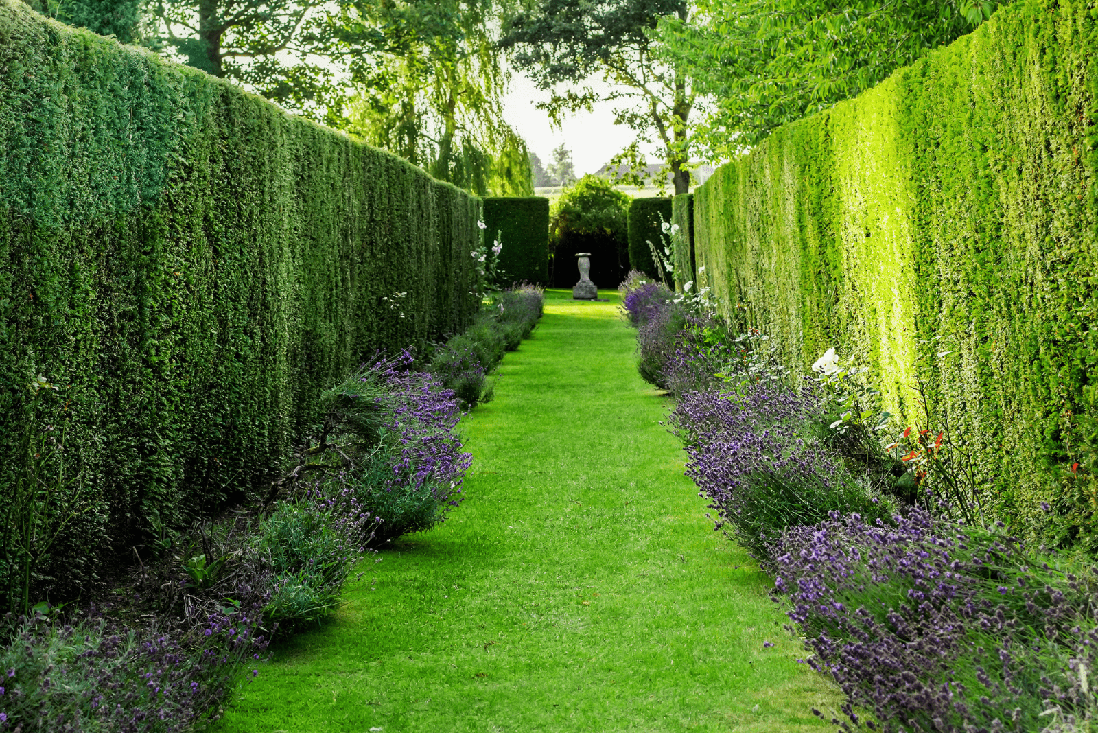 Bending Lavender Hedge