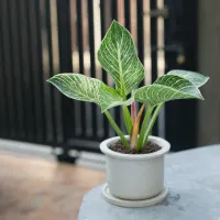 Philodendron Birkin in a pot on the table