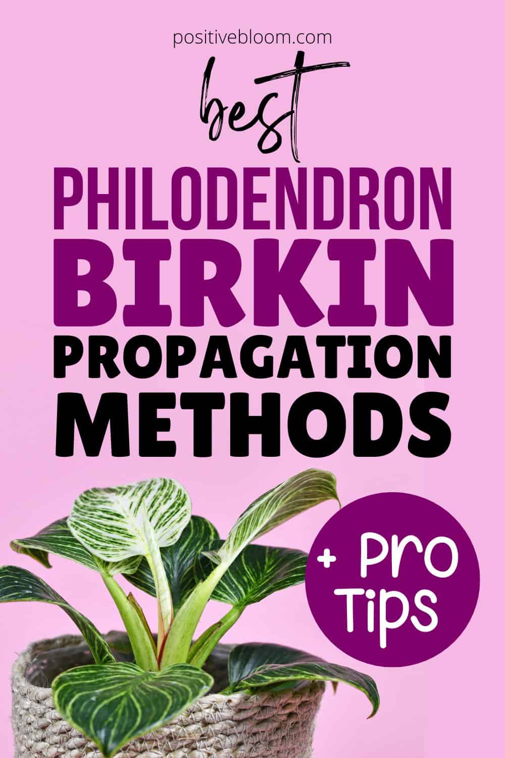Best Philodendron Birkin Propagation Methods + Pro Tips Pinterest