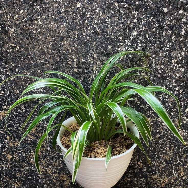 Different Types Of Spider Plants & How To Grow Them