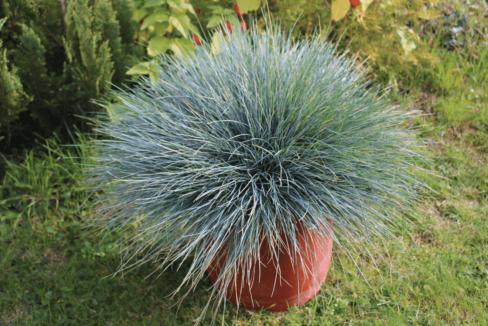 Blue Fescue ‘Elijah Blue’