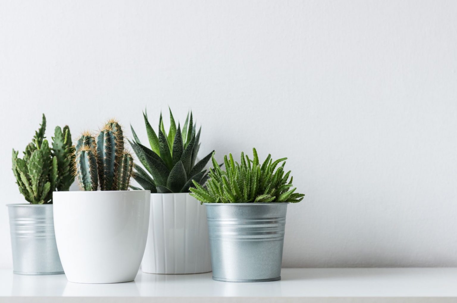 How To Choose The Best Pot For Cactus Plants All You Need To Know